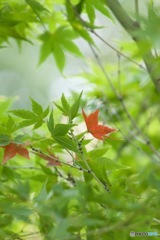 I秋の兆しMG_6168
