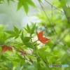 I秋の兆しMG_6168