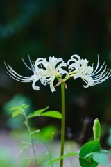 山上の白い花