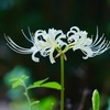 山上の白い花