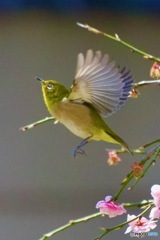 IMG_2393　次の枝へ飛翔