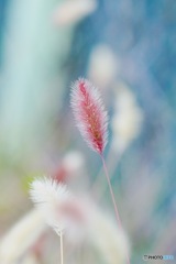 IMG_7167　絵のように狗尾草