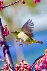 IMG_1768　枝から枝へ