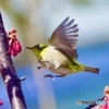 IMG_1768　枝から枝へ