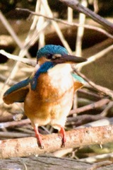 IMG_1624羽の広げ方もまだ幼い