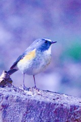 IMG_8876寒い日のルリビタキさん　青がさえる