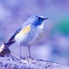 IMG_8876寒い日のルリビタキさん　青がさえる