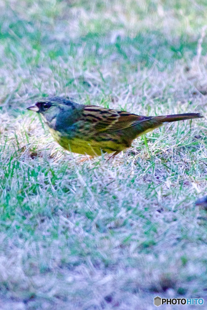 IMG_7526　アオジさん