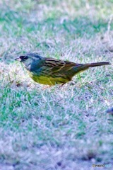 IMG_7526　アオジさん