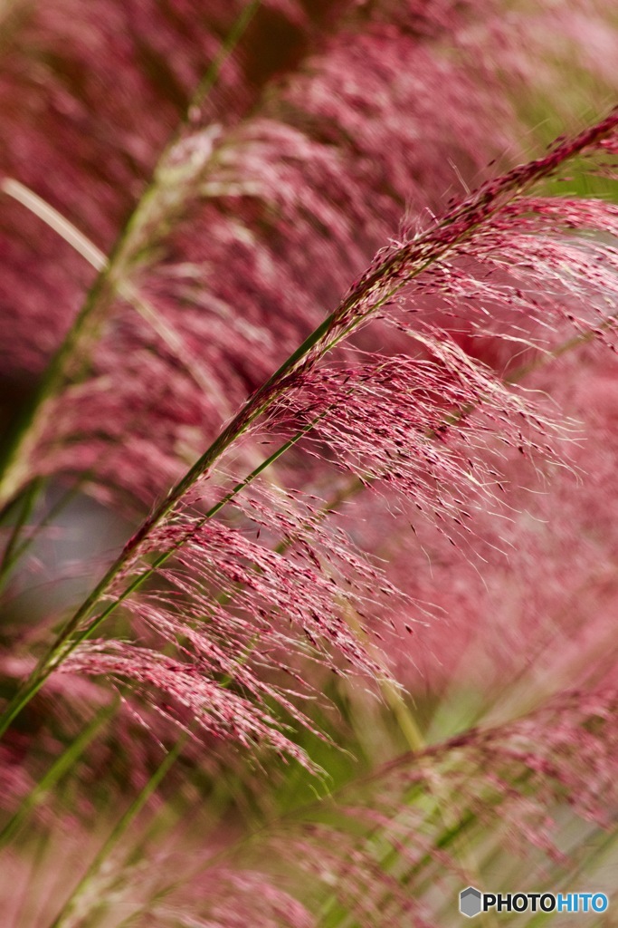 赤いススキIMG_3007