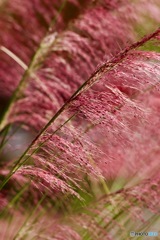 赤いススキIMG_3007