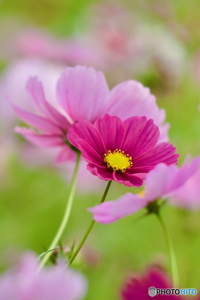 コスモスIMG_5276