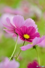 コスモスIMG_5276