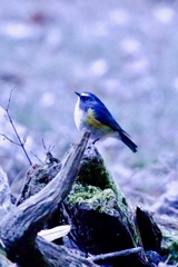 IMG_8886雪の日のルリビタキさん