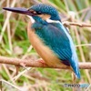 IMG_0882　カワセミさん♂