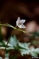 IMG_0921　少し遅めの節分草