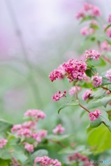 そばの花IMG_3690