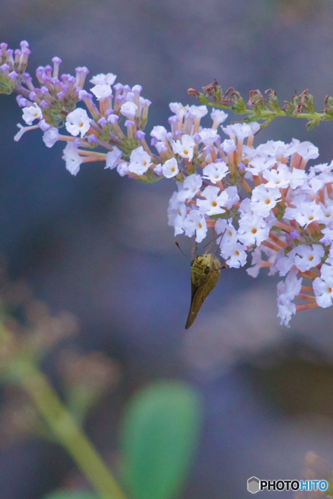 フサフジウツギIMG_6272