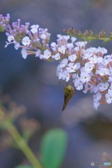 フサフジウツギIMG_6272
