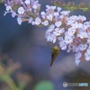 フサフジウツギIMG_6272