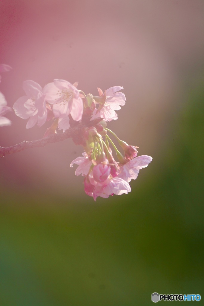 IMG_0645　陽光桜