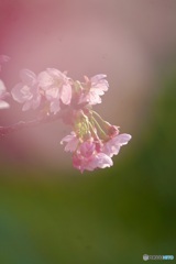 IMG_0645　陽光桜