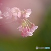 IMG_0645　陽光桜
