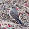 IMG_6706　渡り鳥二シオジロビタキさん