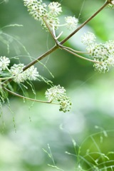 森林でウドの花に