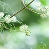 森林でウドの花に