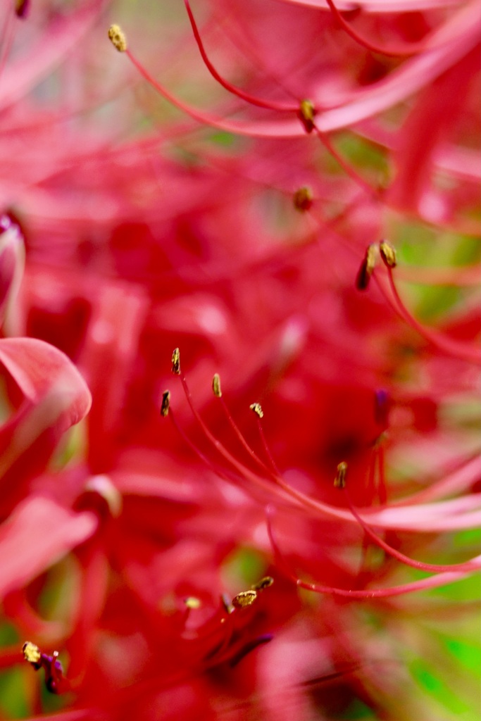 曼珠沙華の蕊が綺麗な朝
