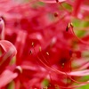 曼珠沙華の蕊が綺麗な朝
