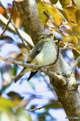 キビタキ♀幼鳥さんかなIMG_6111
