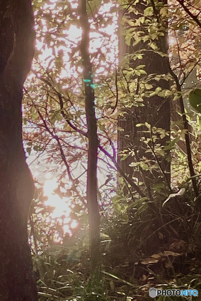 IMG_6727　水面で輝く晩秋の陽