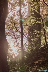 IMG_6727　水面で輝く晩秋の陽