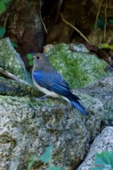 オオルリの若さんIMG_6093