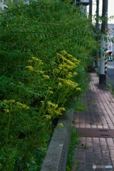 オミナエシの咲く道_MG_5932