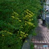 オミナエシの咲く道_MG_5932