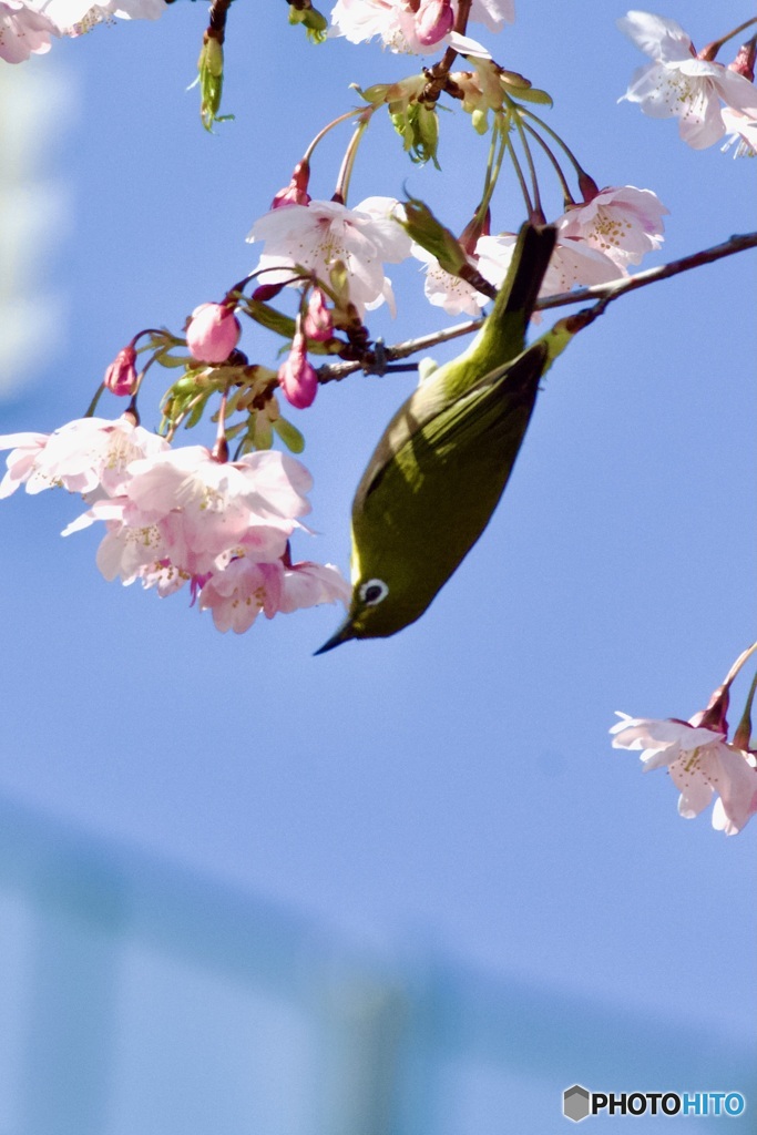 IMG_2008　河津桜とメジロさん