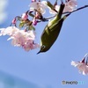 IMG_2008　河津桜とメジロさん