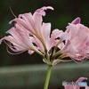 夕闇のナツズイセンMG_6404