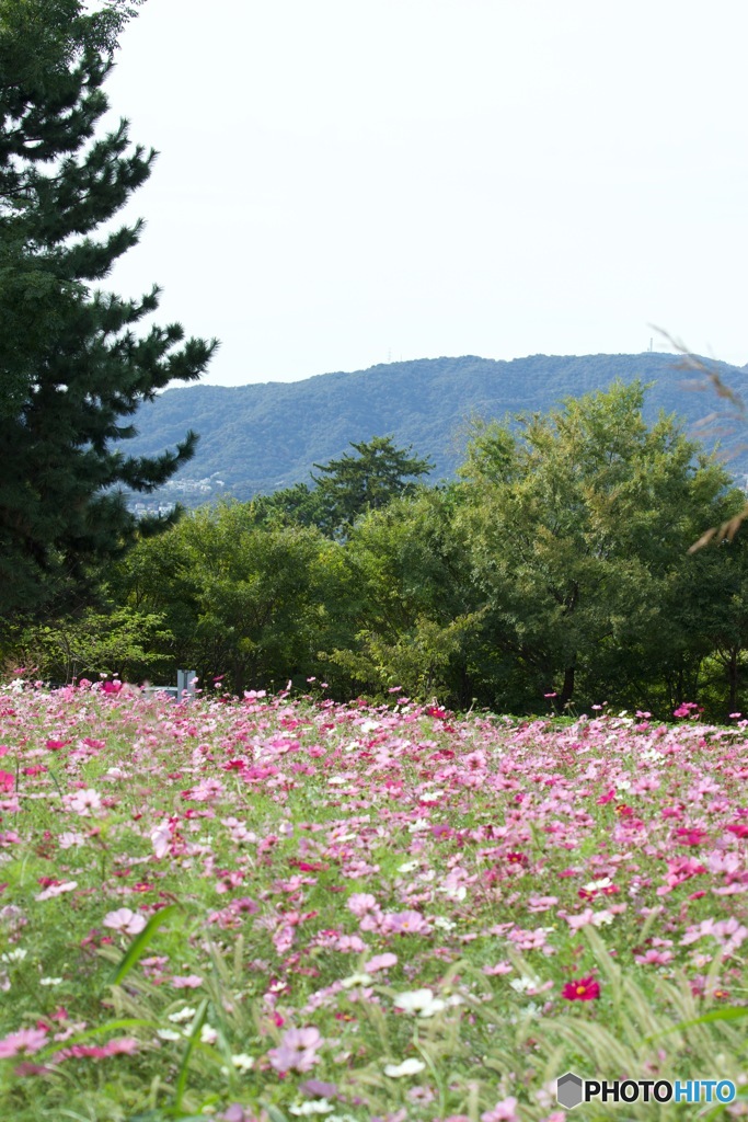 髭の渡しコスモスIMG_5127