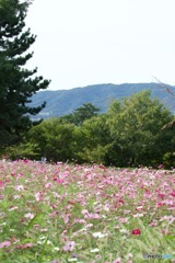 髭の渡しコスモスIMG_5127