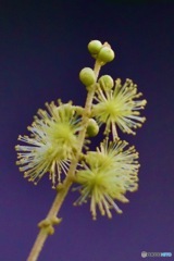 アカメガシワの花IMG_6279