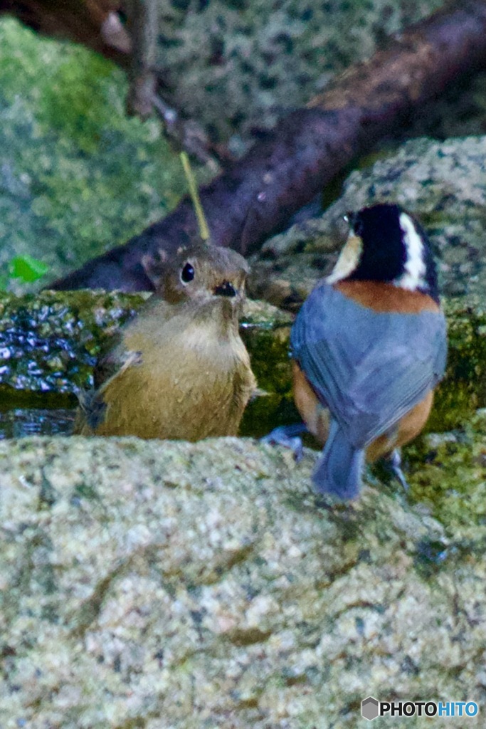 井戸端会議？水場にてIMG_6468
