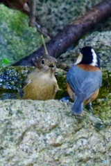 井戸端会議？水場にてIMG_6468