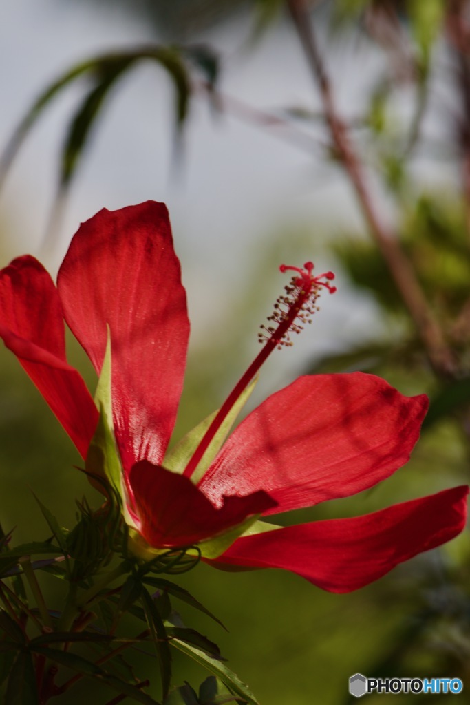 情熱の花IMG_6140