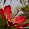 情熱の花IMG_6140