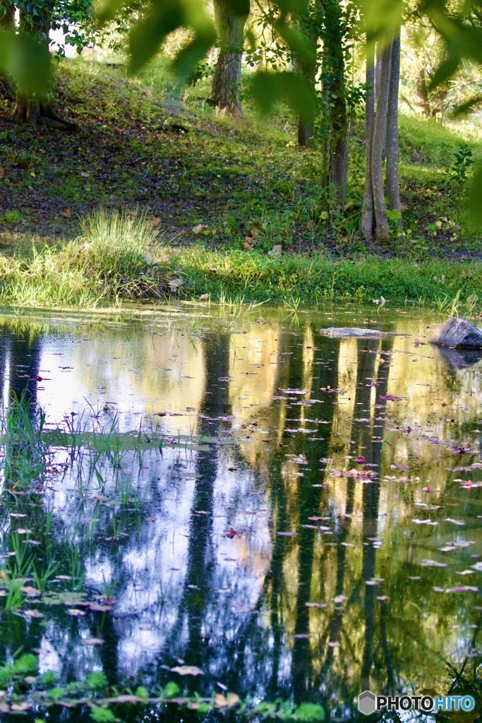 IMG_7613水辺の秋