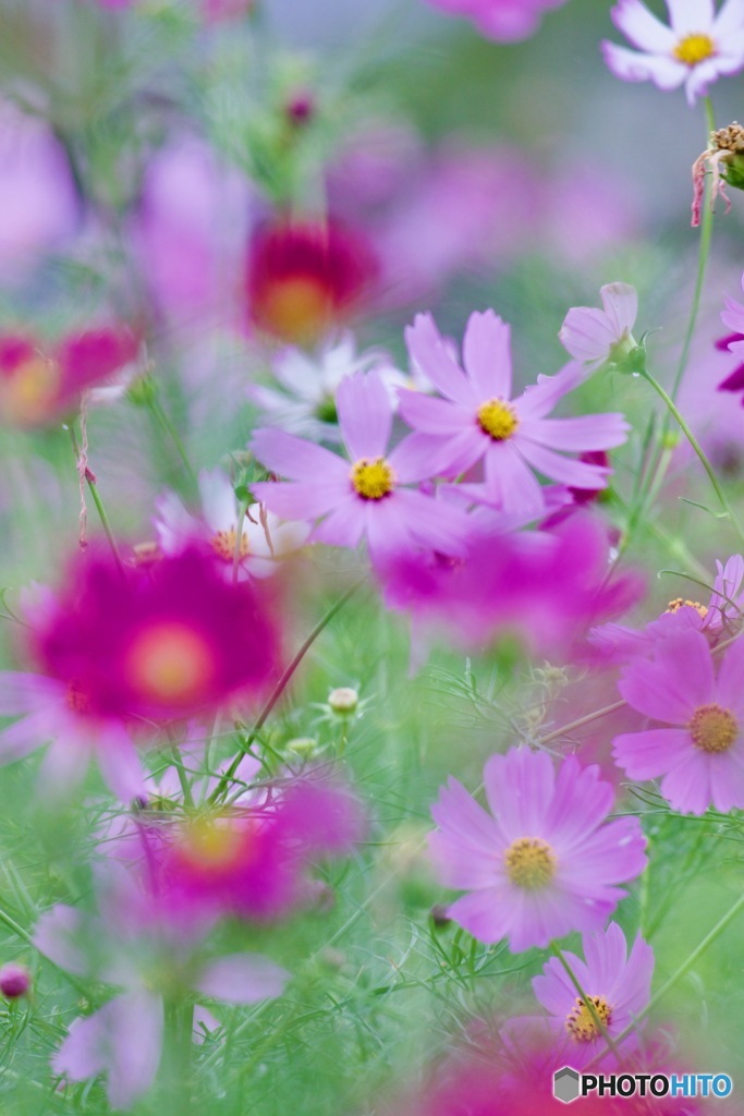 コスモスの癒しIMG_3592